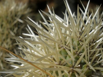 Plant cactus cholla