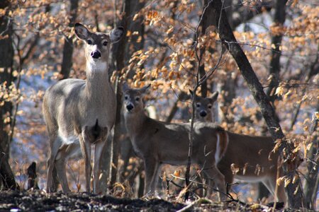 Animal fawn trees