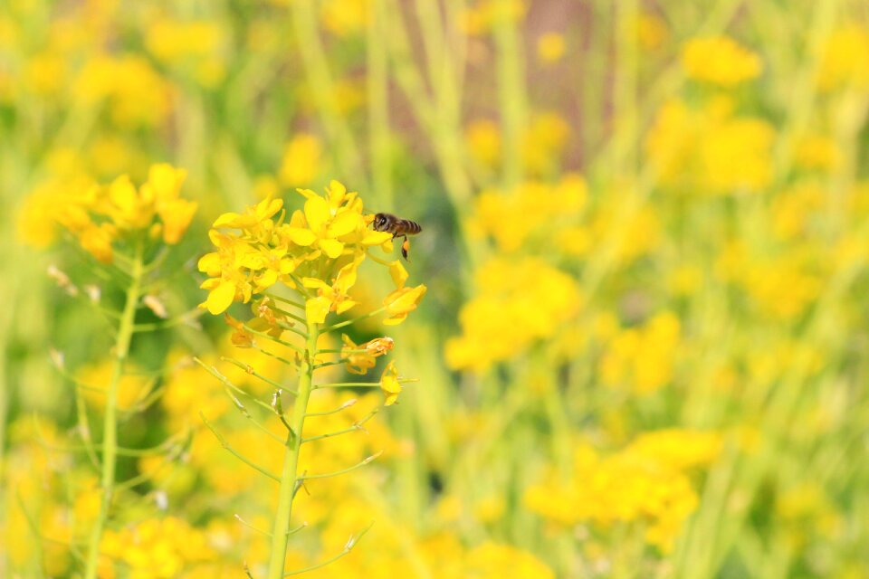 Rape the scenery bee