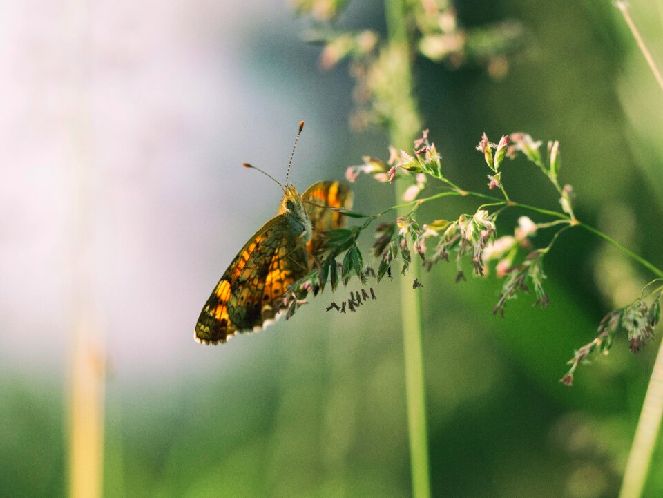 Plant insect outdoor
