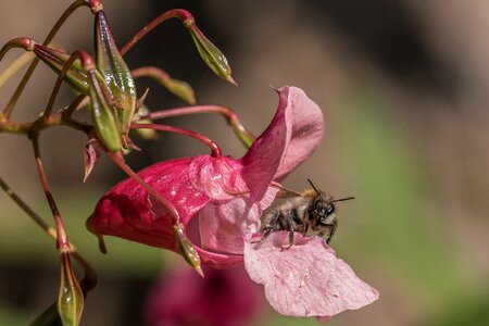 Collect blossom bloom photo