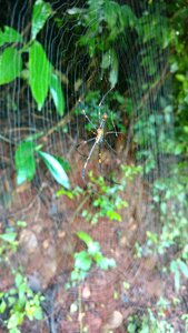 Web plant's green web