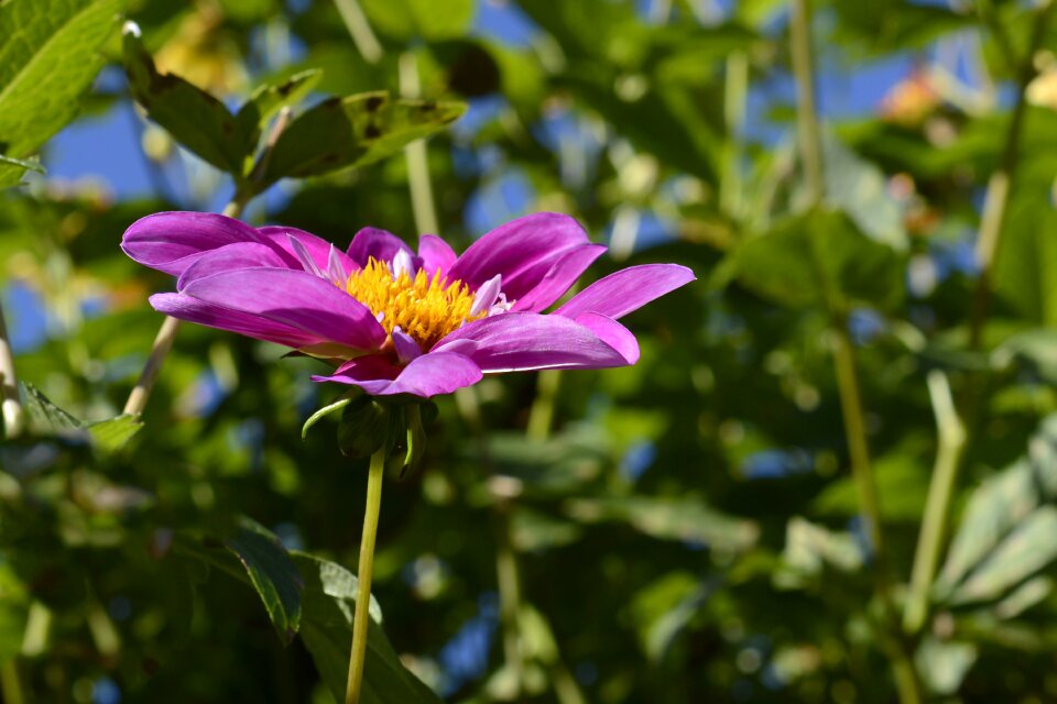 Flower cosmea garden
