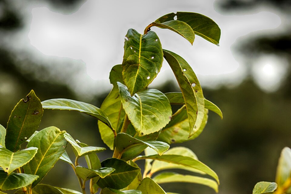 Nature growth closeup