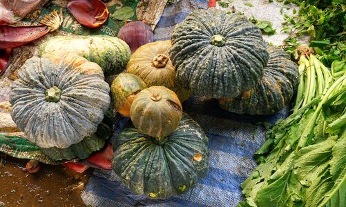 Vegetable garden food