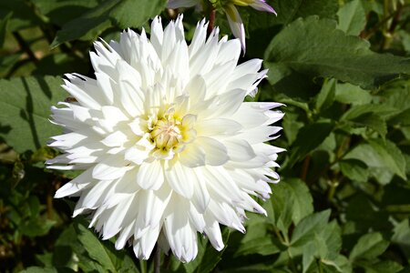 Bloom dahlia garden late summer