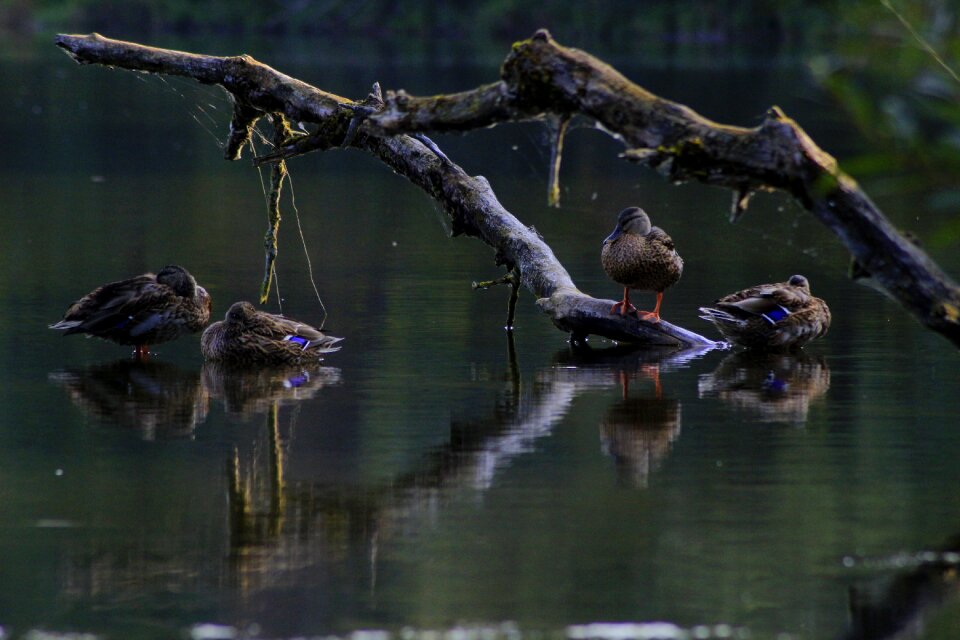 Water bird water waters