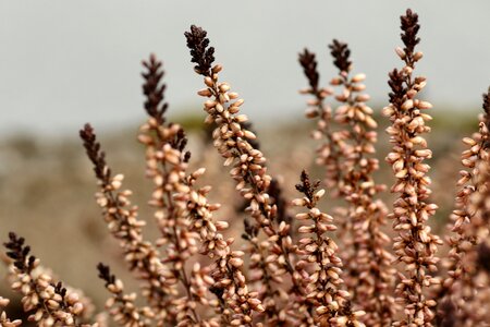 Outdoors flora flower