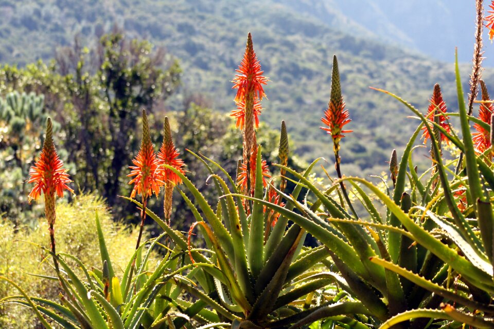 Outdoors aloe kirstenbosch