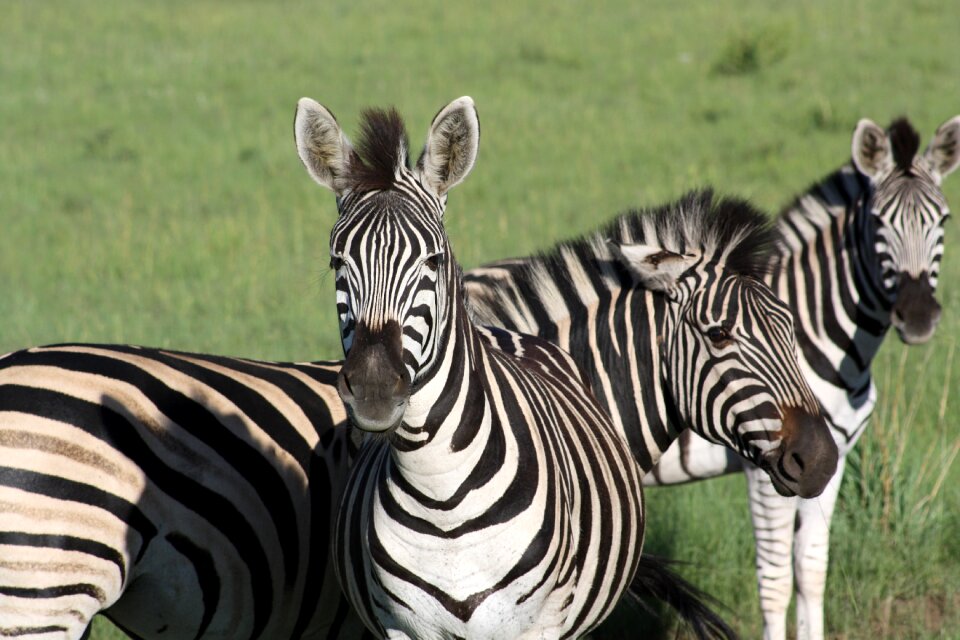 Wildlife mammal safari