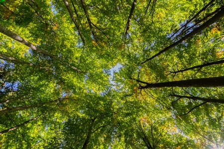Forest perspective nature