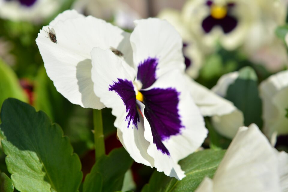 Pansy spring close up
