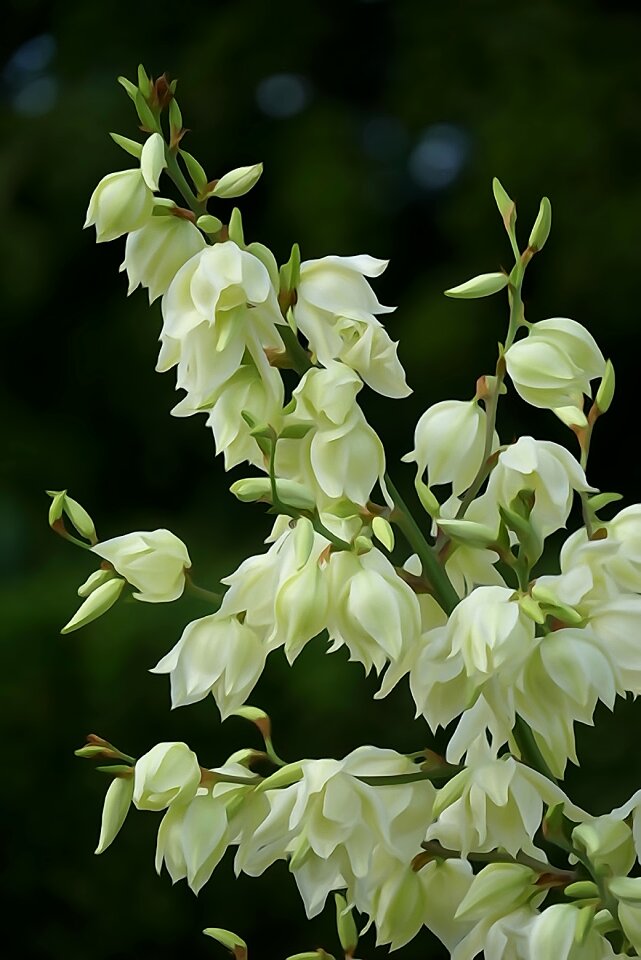 Yucca filamentosa yucca digital painting