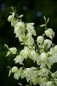 Yucca filamentosa yucca digital painting photo