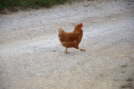 Poultry livestock rural