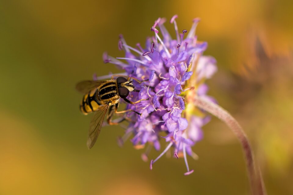 Blossom bloom hoverfly