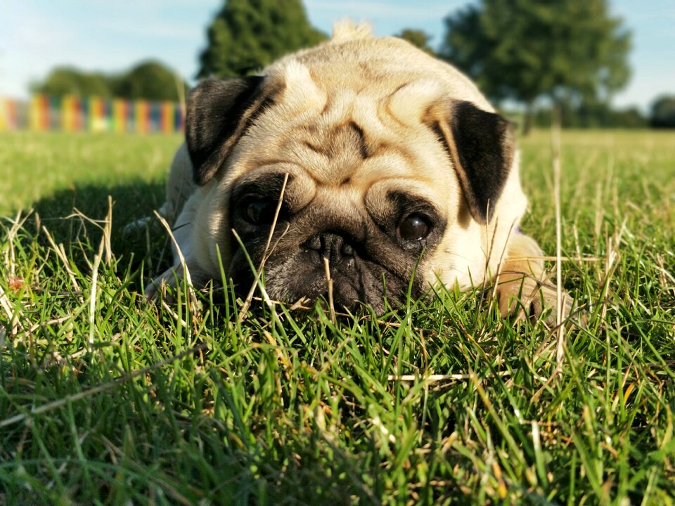 Cute portrait laying