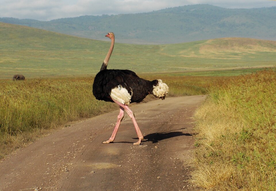 Africa flightless bird nature