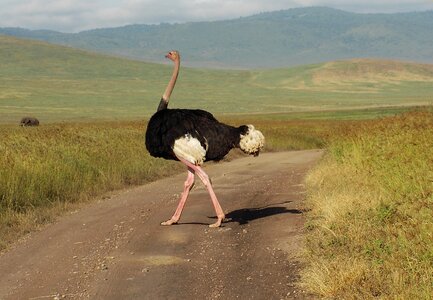 Africa flightless bird nature