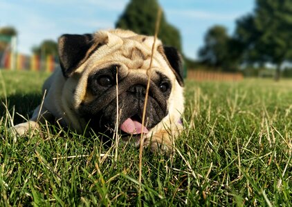 Cute portrait laying