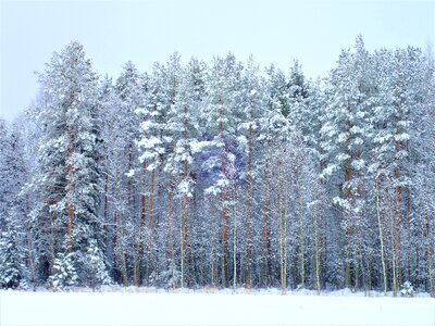 Nature tree snow photo