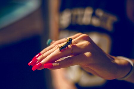 Caterpillar butterfly metamorphosis