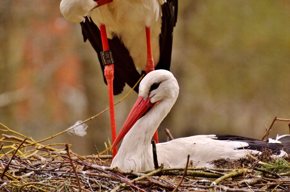 White stork plumage nature