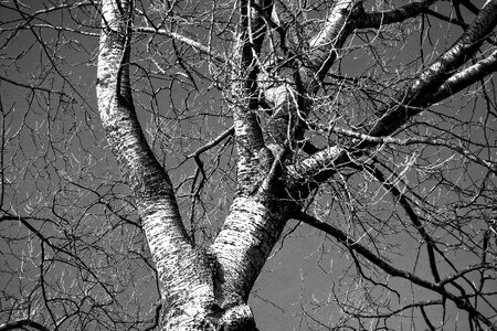 Trunk branch bare branch photo