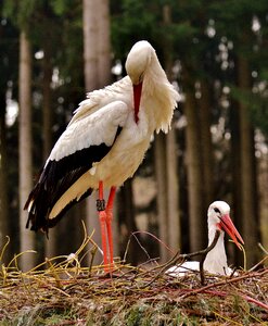 White stork plumage nature