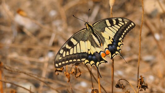 Macro yellow wings