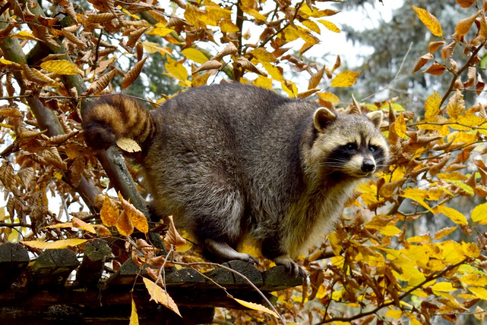 Wildlife outdoors autumn