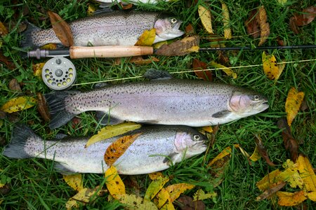 Catch green fish green fishing
