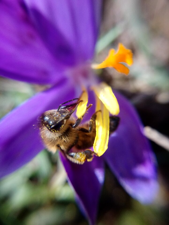 Outdoors bee honey