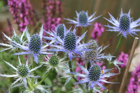 Thistles summer blooms summer