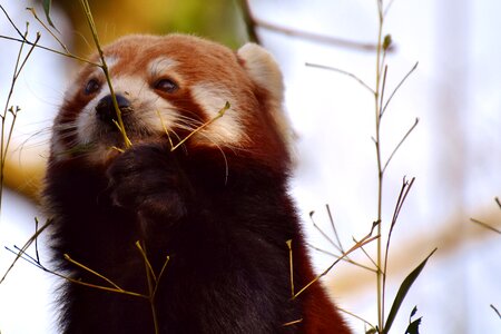 Ailurus fulgens predator mammal