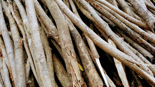 Timber lumber bark