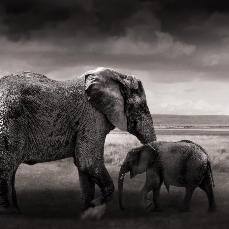 Animals africa young elephant