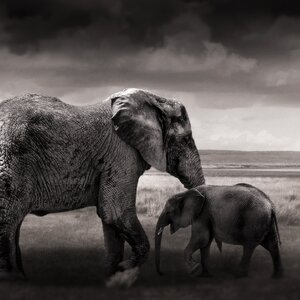 Animals africa young elephant photo