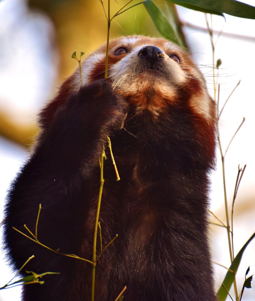Ailurus fulgens predator mammal