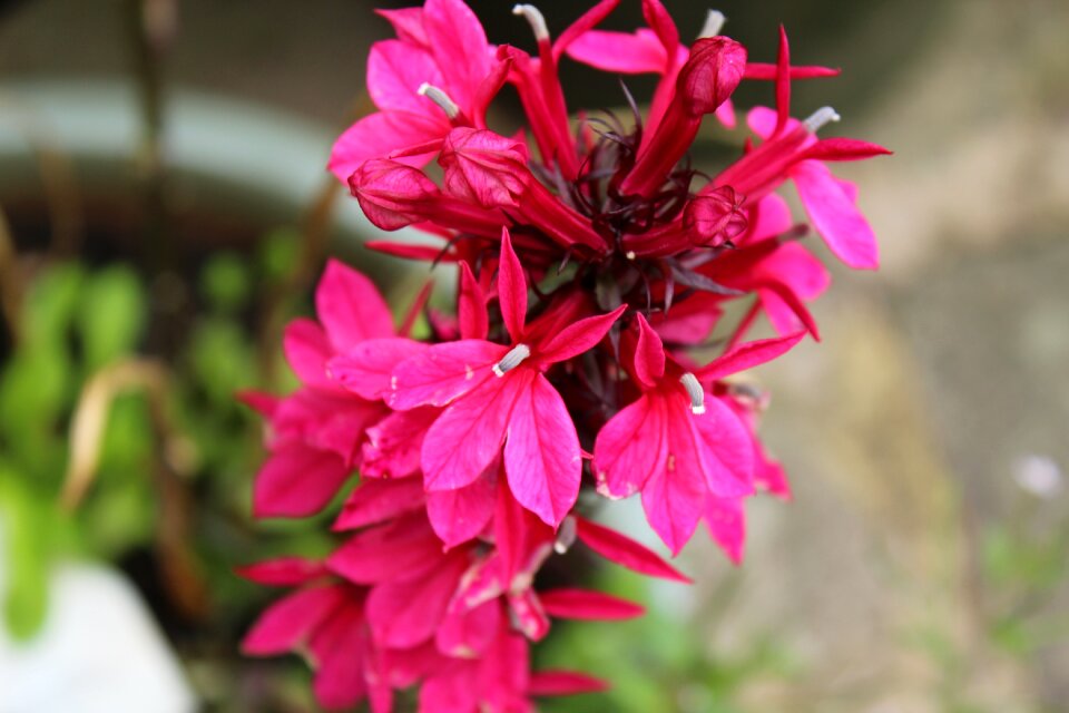 Garden gardening garden in flower