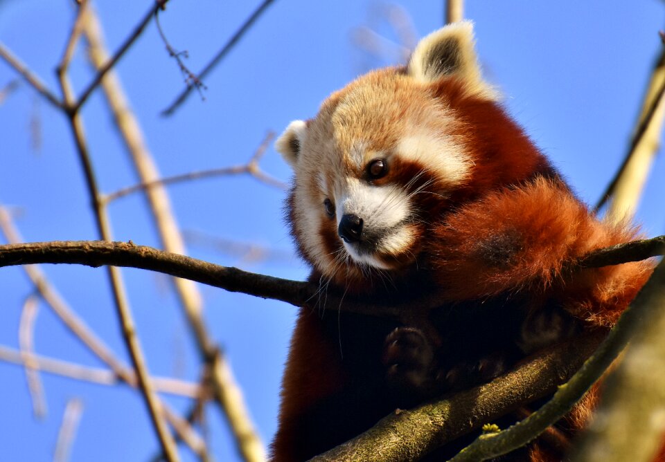 Ailurus fulgens predator mammal