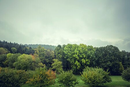 Trees manicured grass
