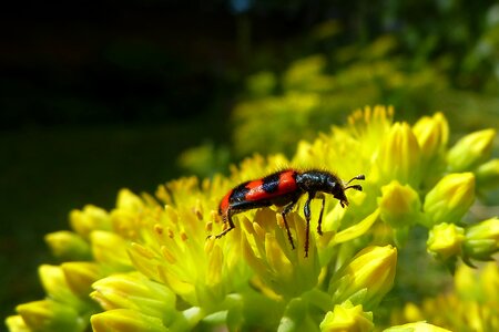 Nature close up macro photo