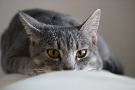 Home cute animalia