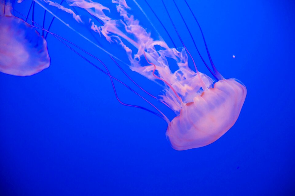 Ocean underwater dark