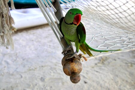 Holiday colors maldives photo