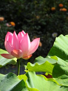Water lily pink aquatic plant photo