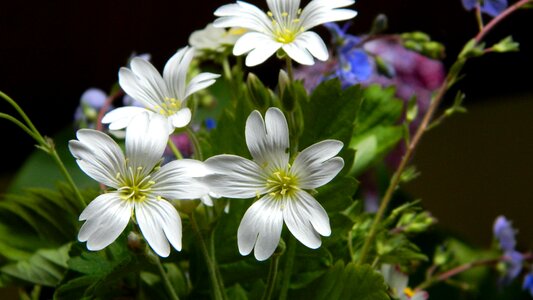 Meadow nature plant