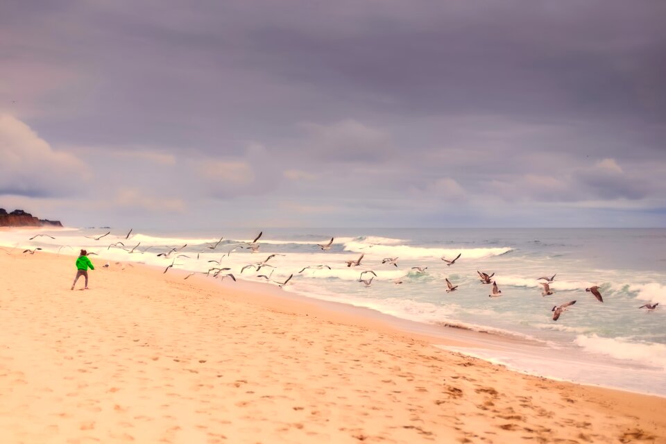 Birds sea ocean