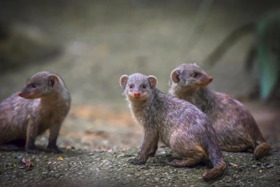 Wildlife nature cute